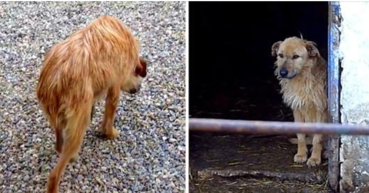 Smutný pes, který chodil se sklopenou hlavou a zastrčeným ocasem, získává druhou šanci