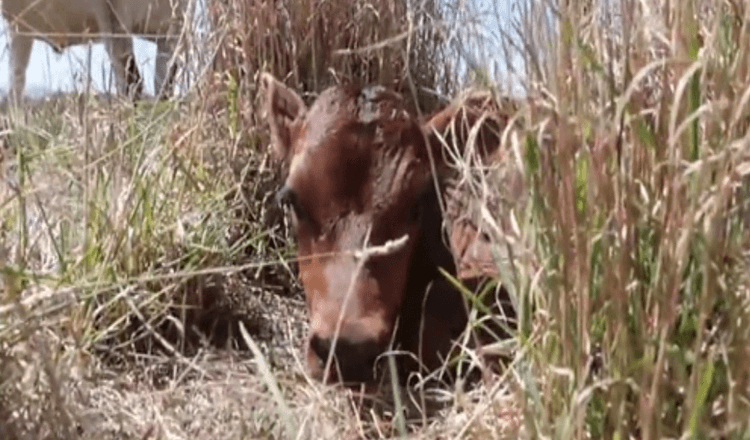 Matka kráva skrývá své novorozené tele, aby zabránila tomu, aby ji vzali