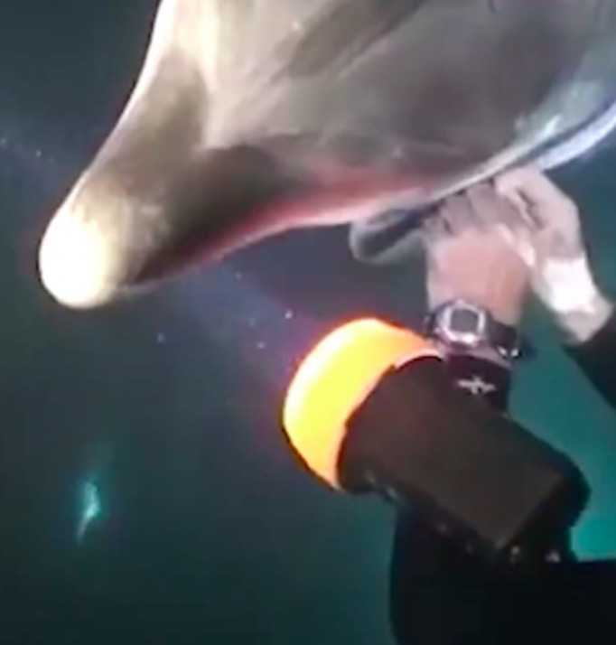 Potápěč plaval na Havaji, když k němu připlaval delfín a žádal naléhavou pomoc
