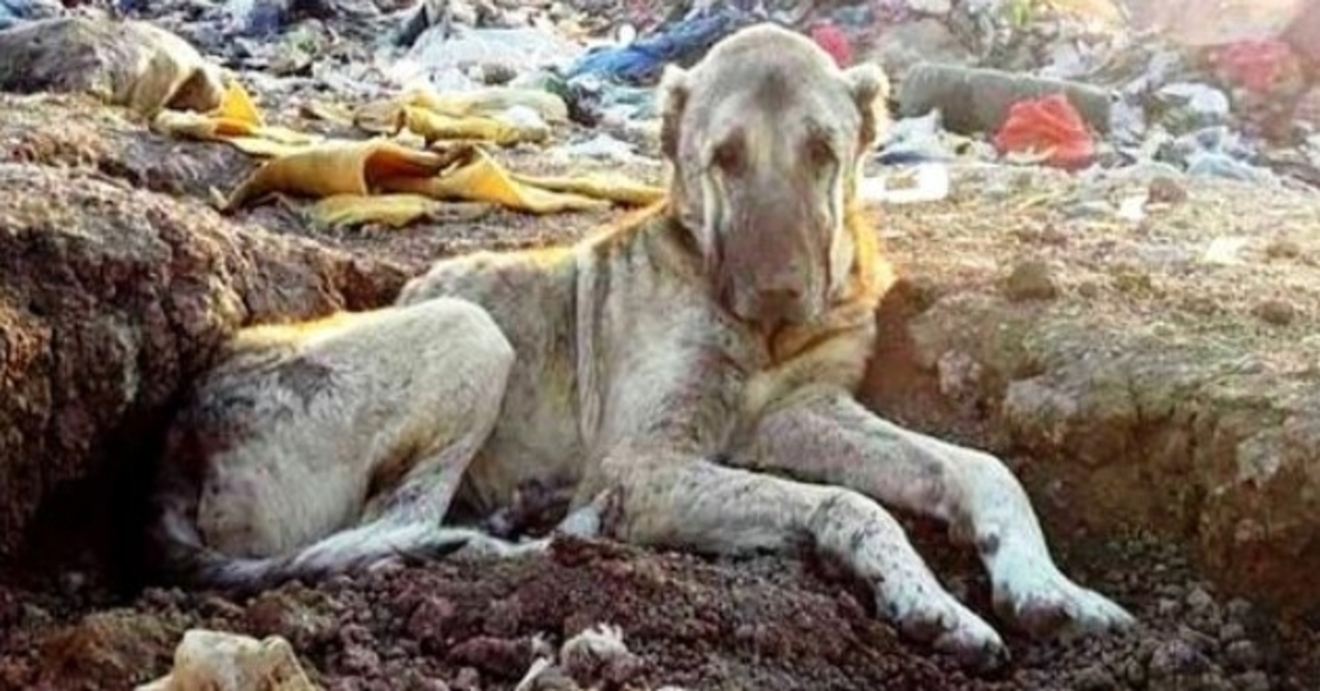Nemocný pes vyhozený na skládce za to, že byl „neužitečný“ pohřben v koši a čeká na smrt