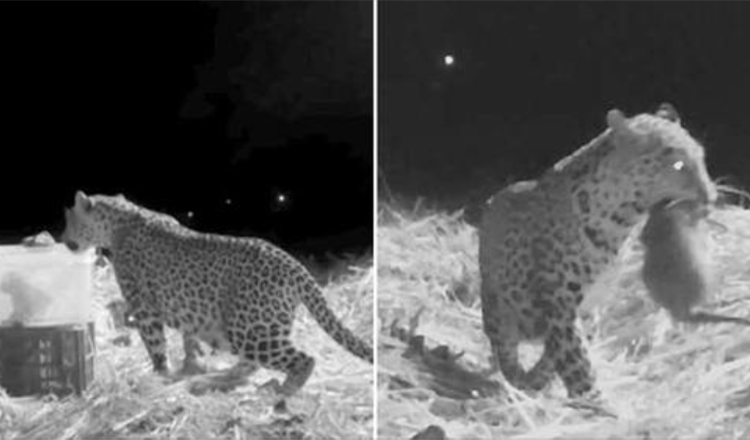 Záchranný tým nahrál Setkání matky leoparda a ztraceného mláděte nalezeného přátelskými lidmi