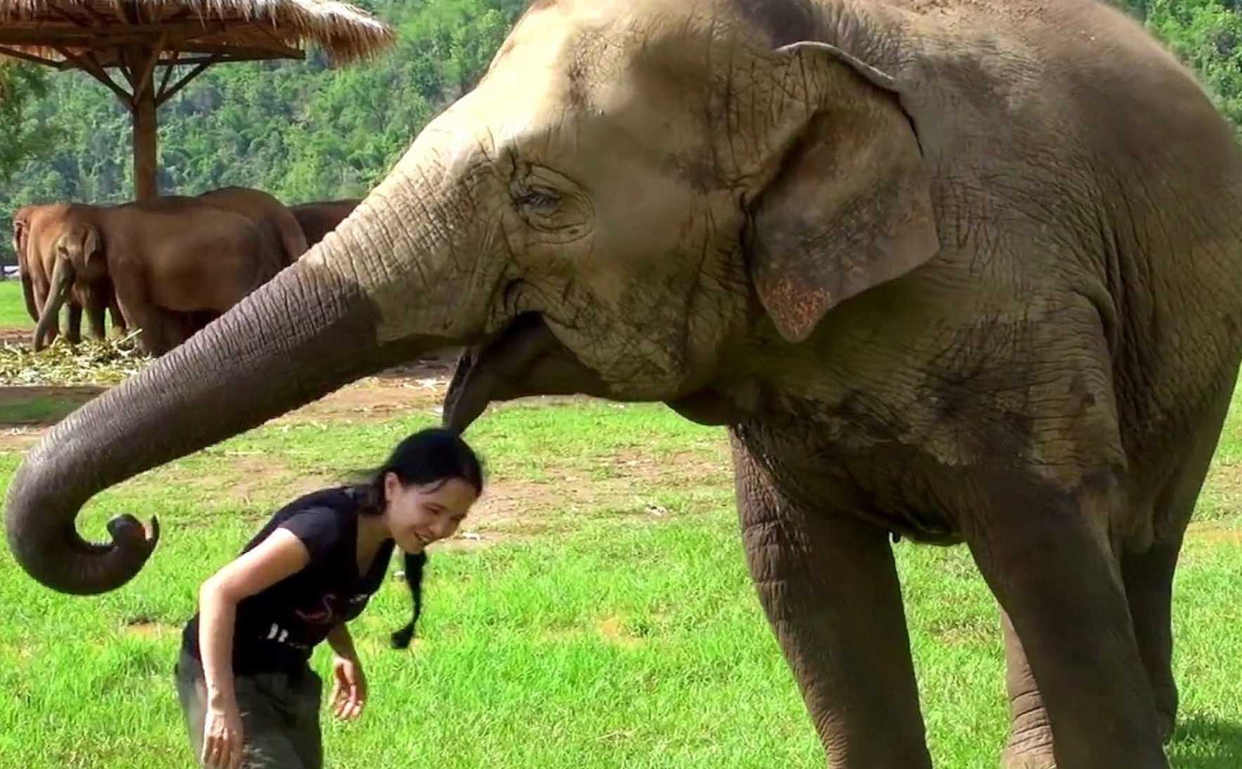 Elephant Barges In On Interview To “Save” Her Caretaker from The Interviewers