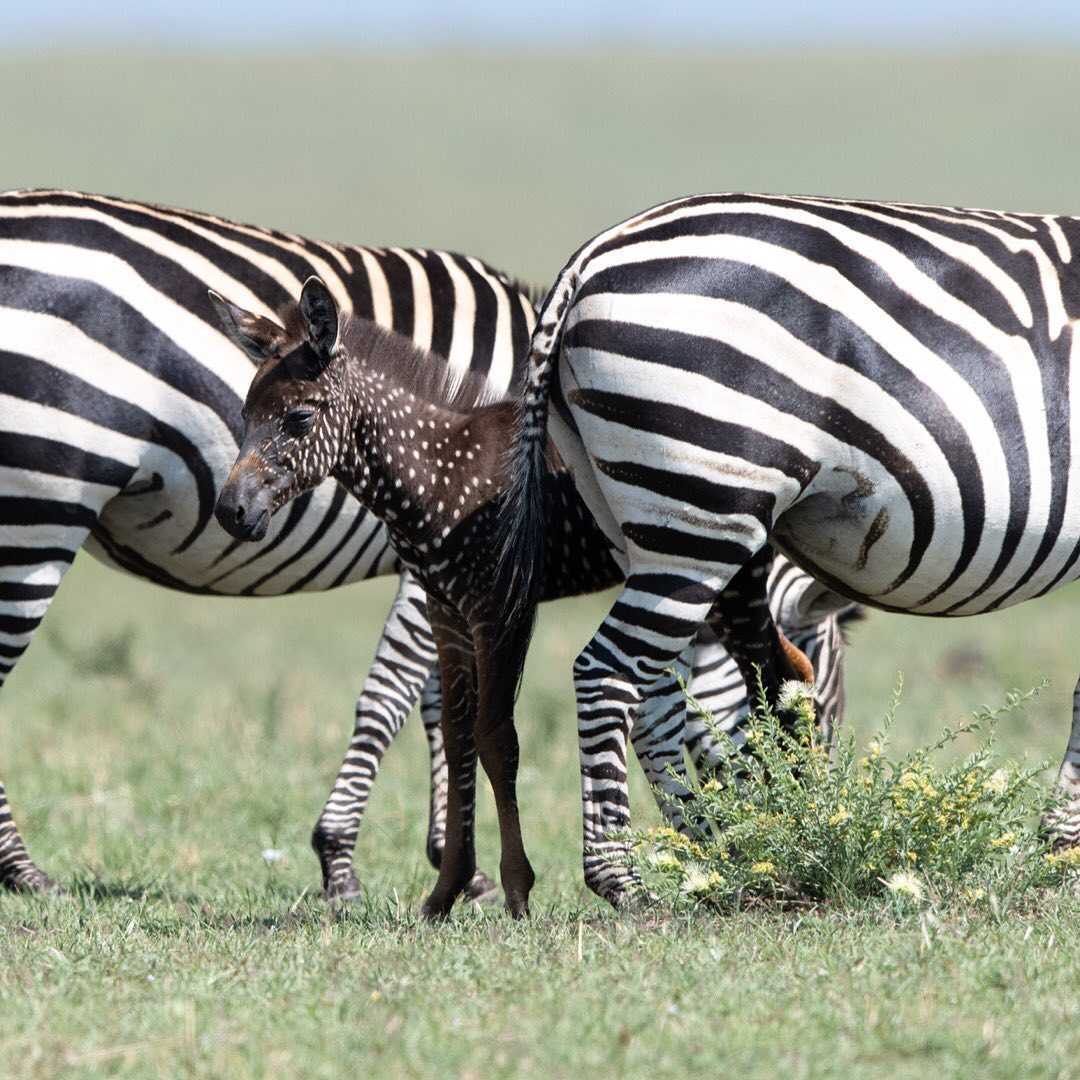 Zebra se narodila s tečkami místo pruhů – vůbec poprvé natočeno (+8 obrázků)